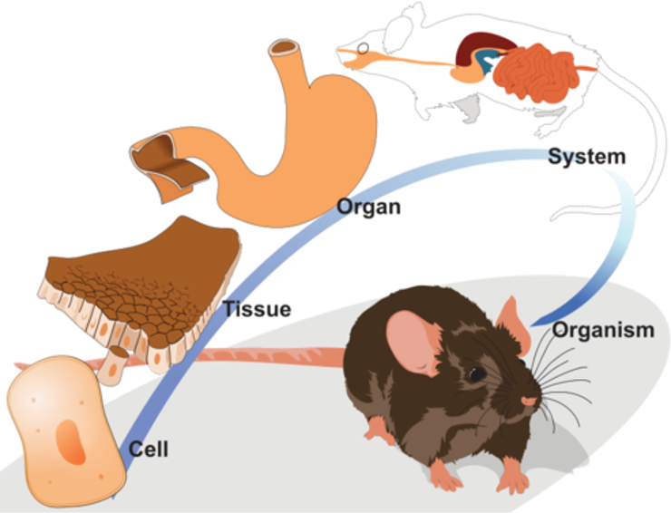 a-place-in-environment-where-an-organism-lives-is